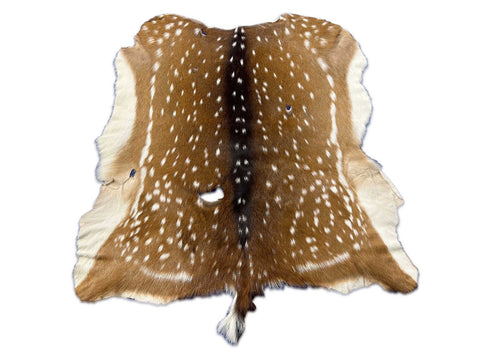 Second Grade Axis Deer Skin (no neck) Size: 38x38" Axis-722