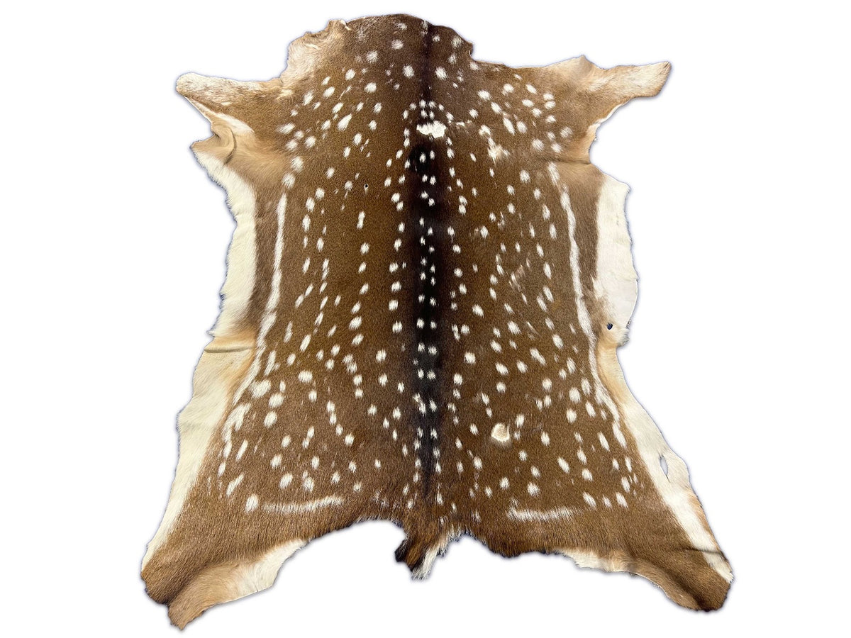 Peau de cerf Axis de deuxième qualité (quelques zones chauves et un trou de balle) Taille : 45x38" Axis-723