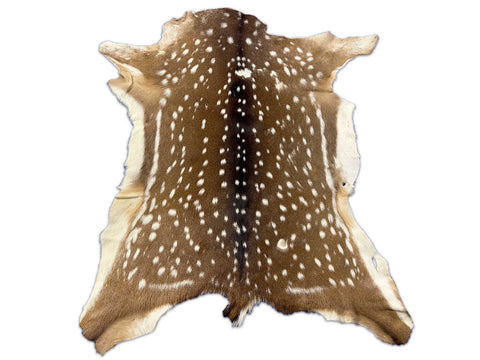 Peau de cerf Axis de deuxième qualité (quelques zones chauves et un trou de balle) Taille : 45x38" Axis-723