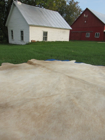 Beige Cowhide Rug Size: 7 1/4' X 7' White/Beige Cowhide Rug B-014