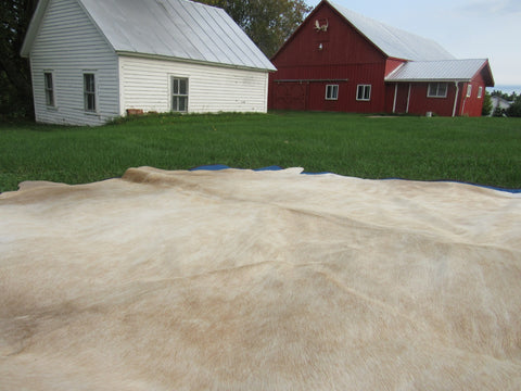 Beige Cowhide Rug Size: 7 1/4' X 7' White/Beige Cowhide Rug B-014