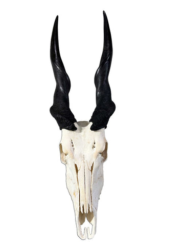 Giant Eland Skull - Real African Antelope Horns and skull- African Trophy Male Eland Cranium - Huge Horns