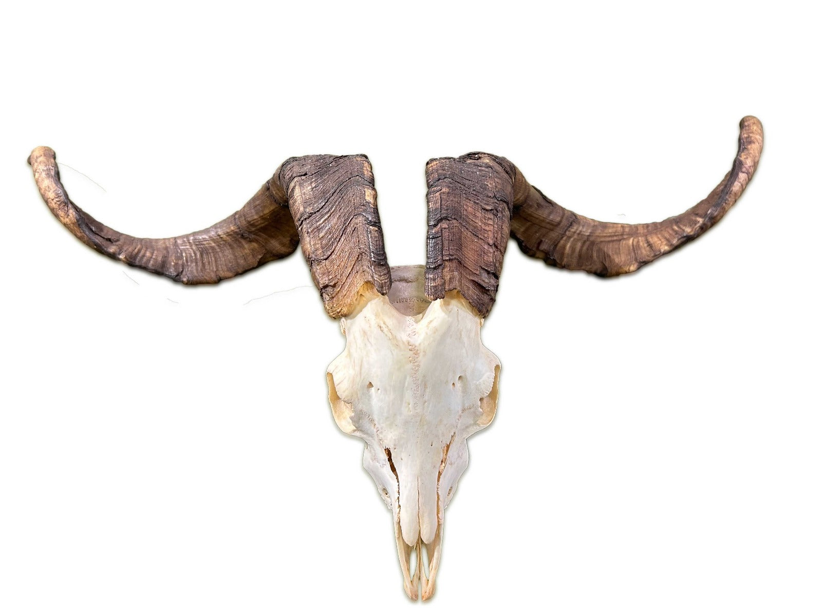 Ram Skull - Real Angora Ram Horns and Skull - Approx Size: 21LX35WX10D inches - Made for Wall Hanging with Metal Bracket on the Back