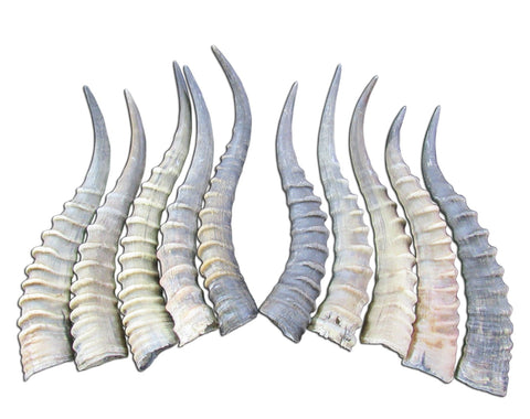 1 Blesbok Horn, Deer Horn, African Antelope Horn Average - Size Approx. 14" (measured straight)