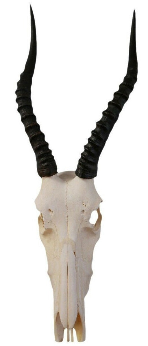 Real Blesbok Antelope Skull, Genuine Blesbok Antelope Skull Average Size: 25HX10DX10W inches