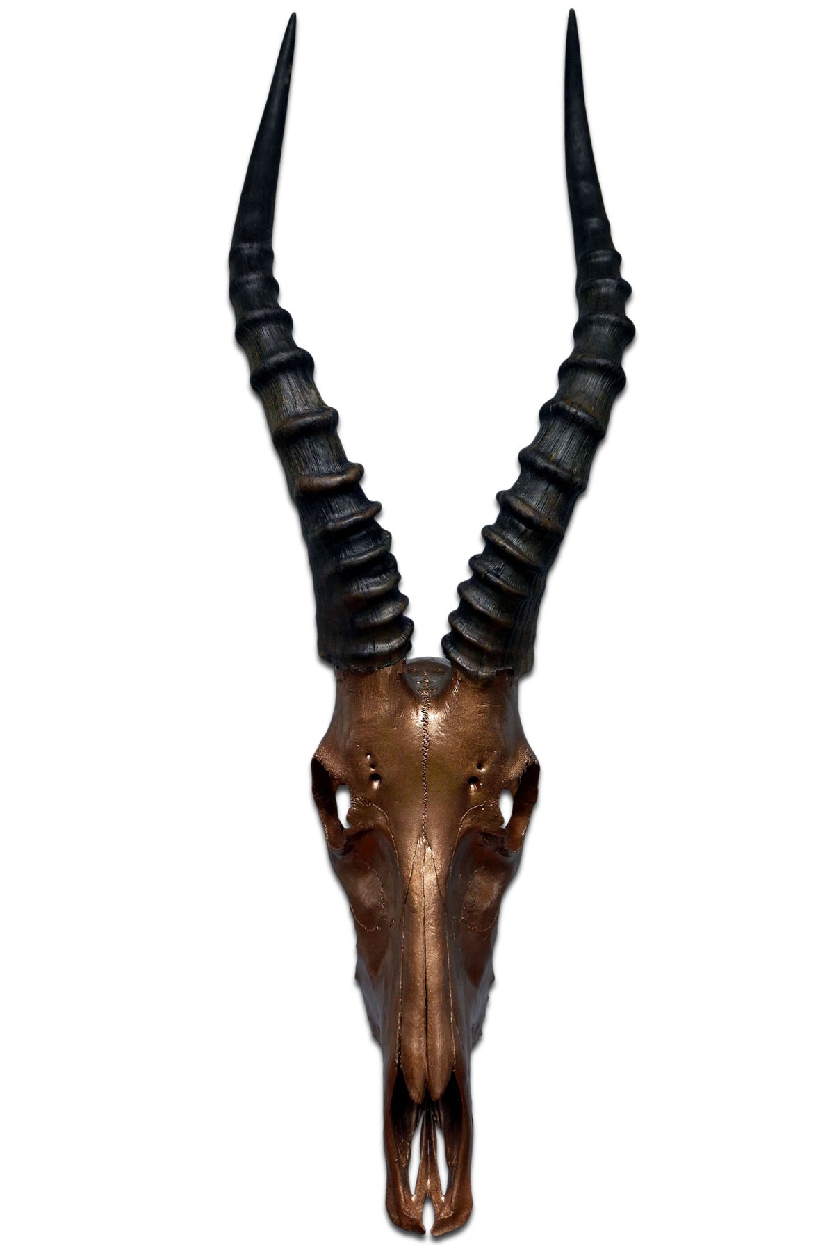 Real Blesbok Skull Bronze Spray Painted African Antelope Horns/Antelope Skull