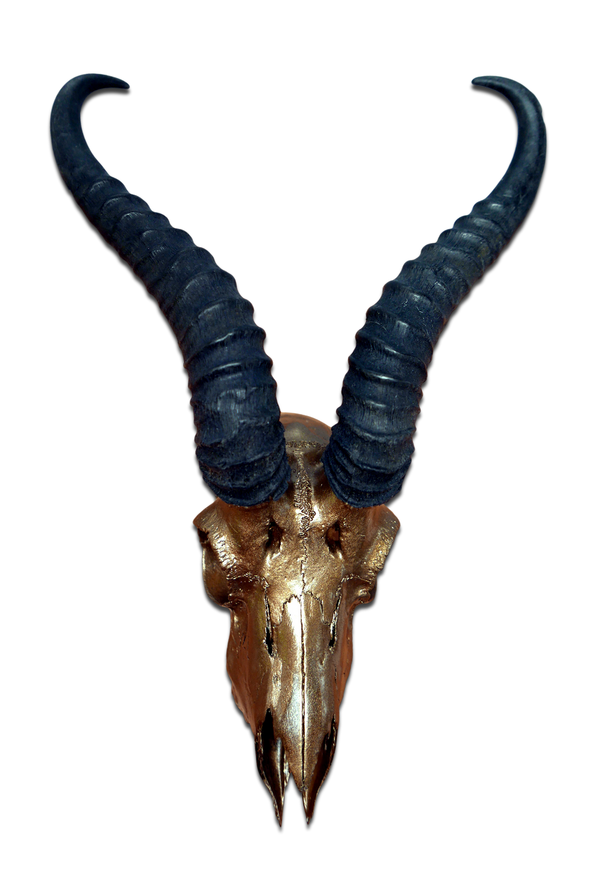 Real Springbok Skull Bronze Spray Painted African Antelope Horns/Antelope Skull