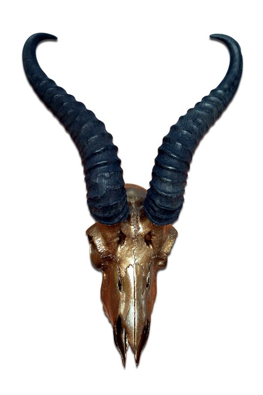 Véritable crâne de Springbok en bronze peint au pistolet Cornes d'antilope africaine/crâne d'antilope