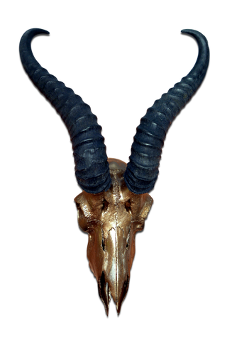 Real Springbok Skull Bronze Spray Painted African Antelope Horns/Antelope Skull