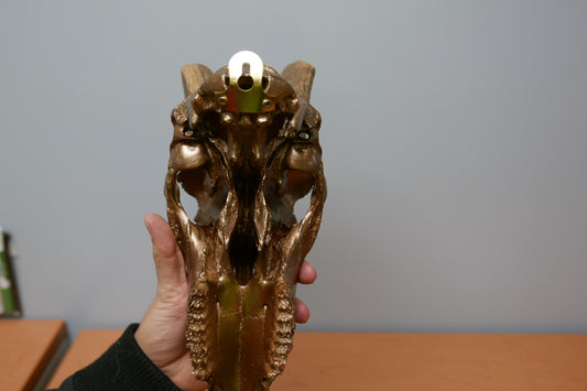 Real Blesbok Skull Bronze Spray Painted African Antelope Horns/Antelope Skull