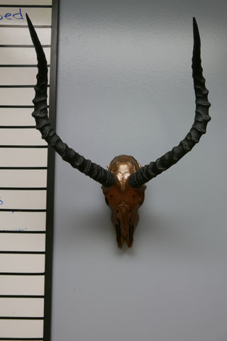 Real Impala Skull Bronze Spray Painted metal bracket African Antelope Horns