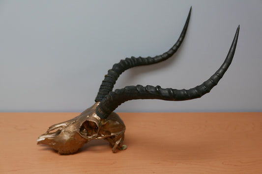 Véritable crâne d'impala en bronze avec support en métal peint par pulvérisation et cornes d'antilope africaine