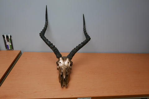 Real Impala Skull Bronze Spray Painted metal bracket African Antelope Horns