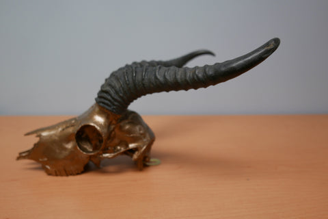 Real Springbok Skull Bronze Spray Painted African Antelope Horns/Antelope Skull