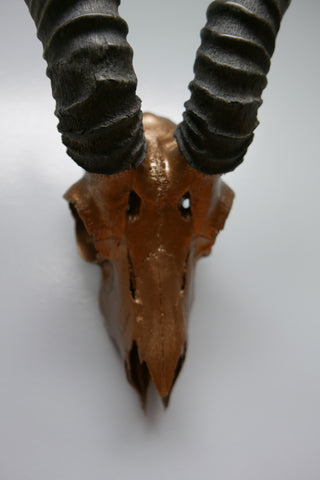 Real Springbok Skull Bronze Spray Painted African Antelope Horns/Antelope Skull