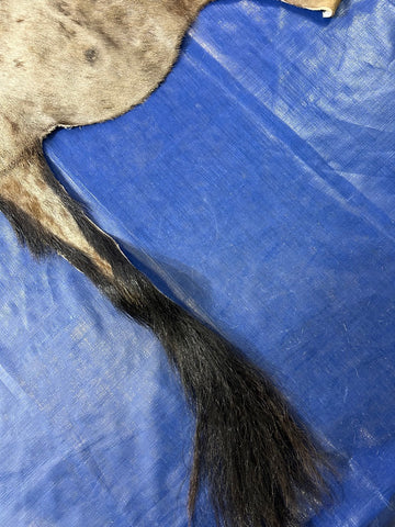 Wildebeest Skin (28" tail) Size: 5.2x5 feet C-1918