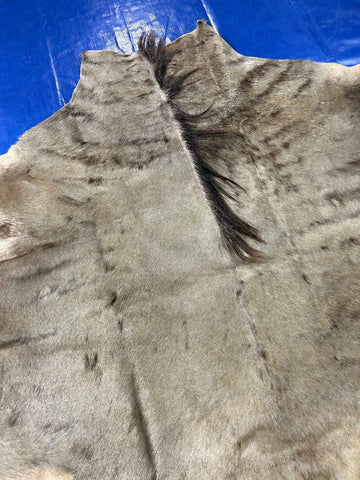 Wildebeest Skin (21" tail) Size: 5.2x5 feet C-1919