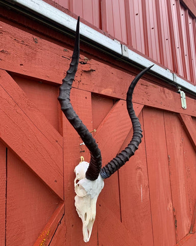 Animal Skull - Real African Antelope Horns - African Trophy Skull - BIG SIZE (Horns are 25" long)