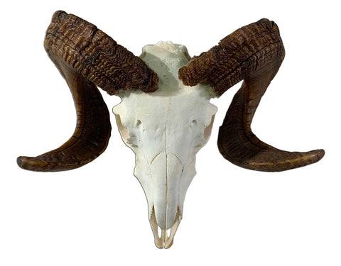 Ram Skull - Real Marino Ram Horns and Skull - Approx Size: 14LX16WX6D inches