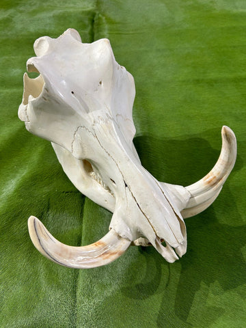 African Pig Skull - Real Wild Pig Polished Cranium - Approximate Size: About 14" long X 12" wide X 9" deep