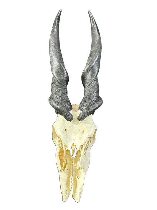 Giant Eland Skull - Real African Antelope Horns and skull- African Trophy Male Eland Cranium - Huge Horns