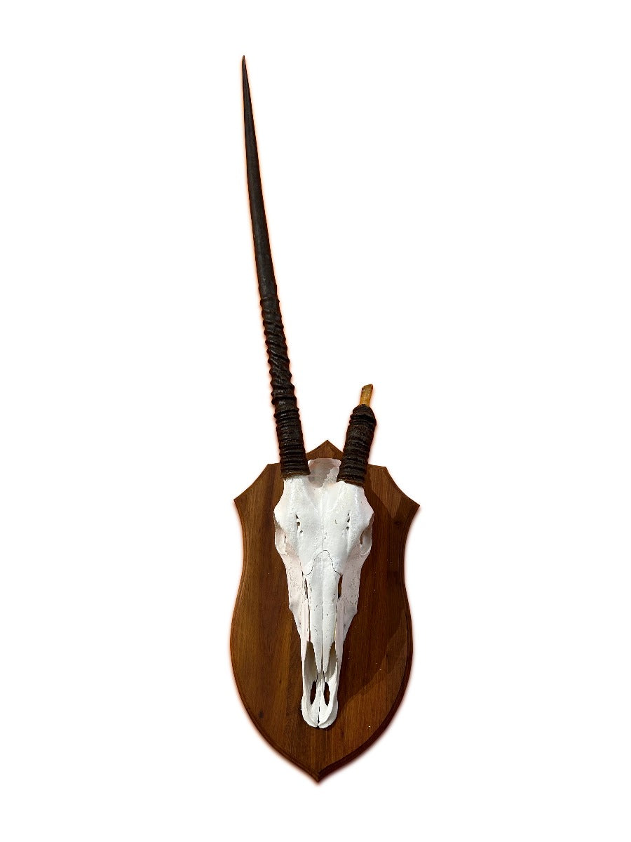 Oryx Skull - African Antelope Horn + Gemsbok Skull (Horns are around 32 and 7 inches)