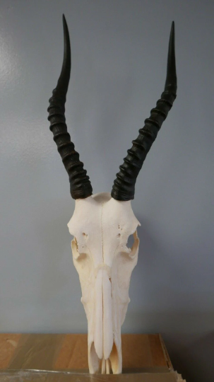 Blesbok Skull – Cowhides USA Blesbok Skull – Cowhides USA