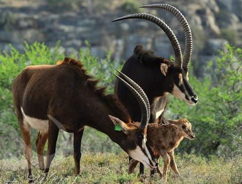 Giant Sable Skull - Deer Skull - Real African Antelope Horns - African Sable Trophy Antelope Skull - 44 inch horns