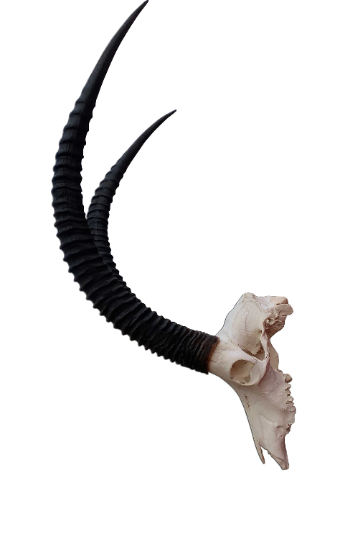 Giant Sable Skull - Deer Skull - Real African Antelope Horns - African Sable Trophy Antelope Skull