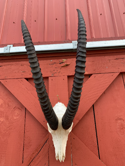 Giant Sable Skull - Deer Skull - Real African Antelope Horns - African Sable Trophy Antelope Skull