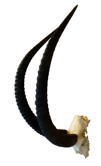 Giant Sable Skull - Deer Skull - Real African Antelope Horns - African Sable Trophy Antelope Skull - 44 inch horns