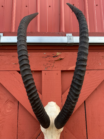 Giant Sable Skull - Deer Skull - Real African Antelope Horns - African Sable Trophy Antelope Skull - 44 inch horns