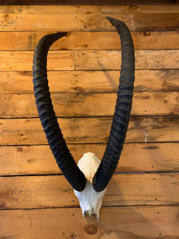 Giant Sable Skull - Deer Skull - Real African Antelope Horns - African Sable Trophy Antelope Skull - 44 inch horns