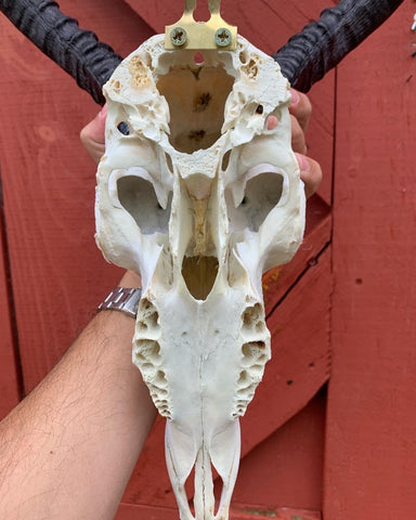 Animal Skull - Real African Antelope Horns - African Trophy Skull - BIG SIZE (Horns are 25" long)