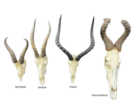 Big Animal Skull # 2- Real African Impala Antelope Horns - African Trophy Skull - BIG SIZE (Horns are 23.5" and 23"long)