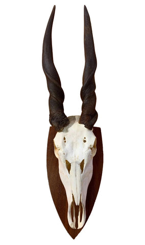 Eland Skull - Real African Antelope Horns and skull- African Trophy Male Eland Cranium - Huge Horns