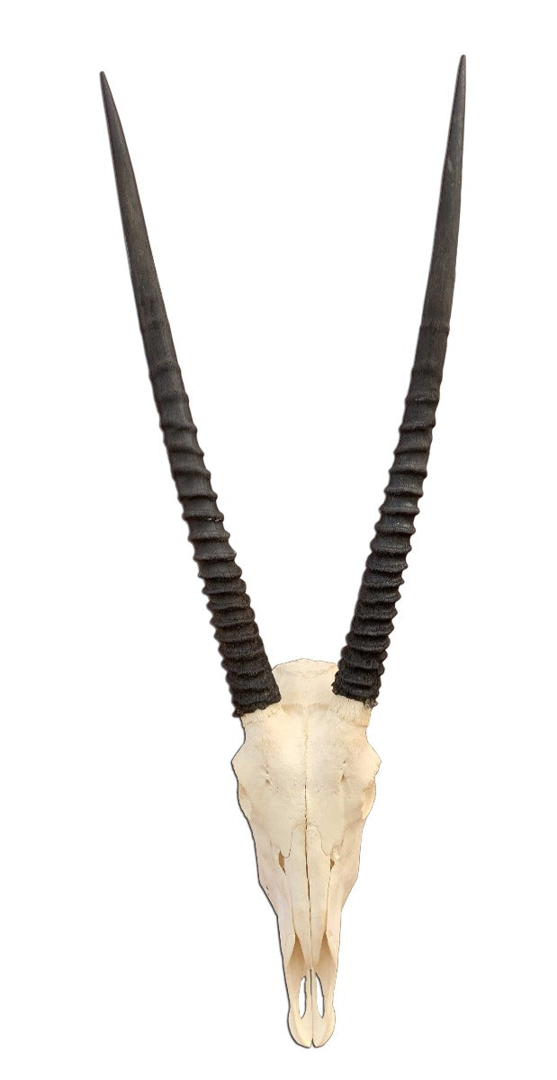 Real Oryx Skull African Antelope Horn + Skull (Horns are around 30 inches)