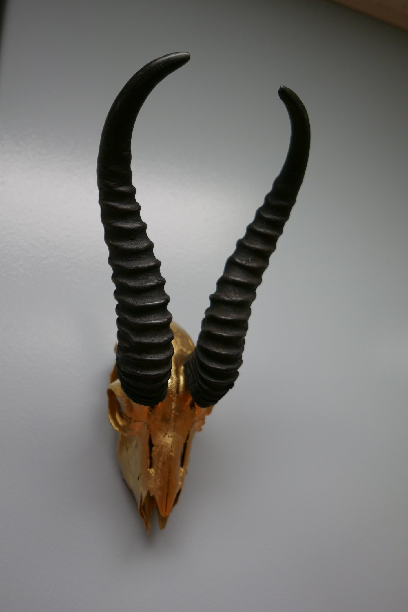 Springbok skull – Cowhides USA