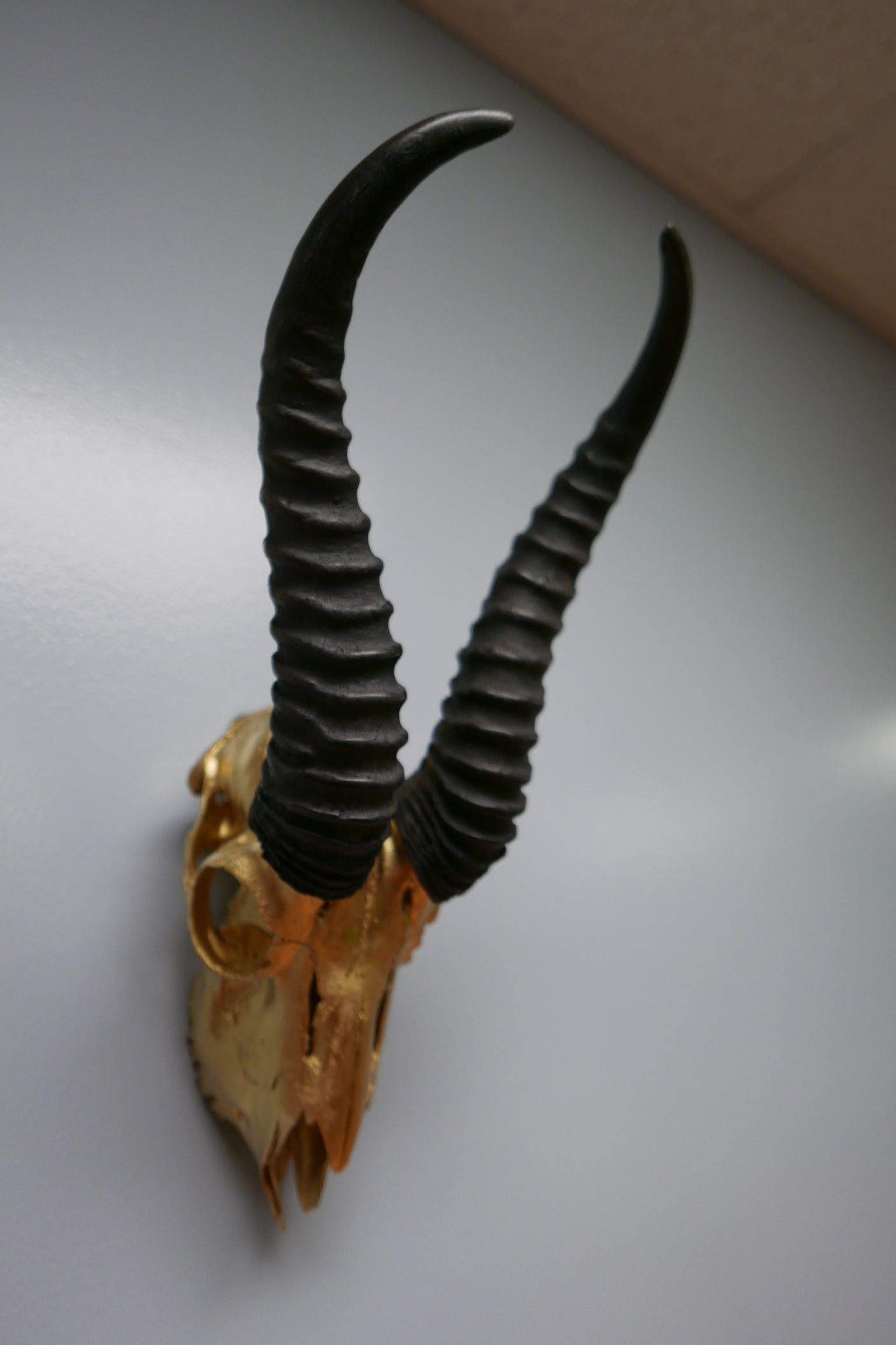 Real Springbok Skull Gold Spray Painted metal bracket African Antelope Horns
