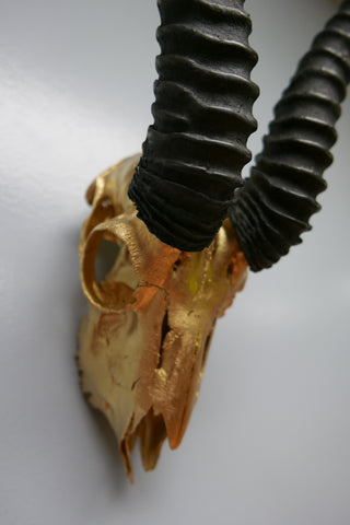 Real Springbok Skull Gold Spray Painted metal bracket African Antelope Horns