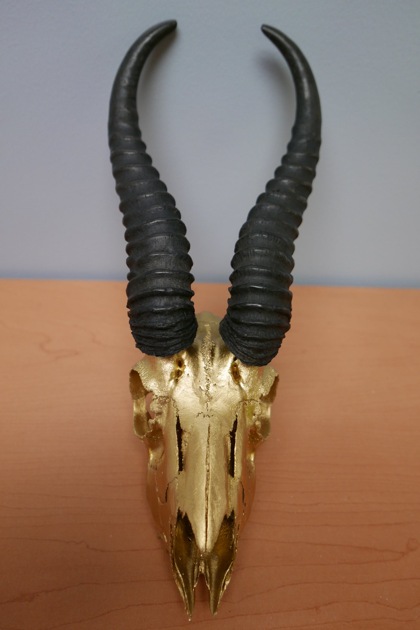 Springbok skull – Cowhides USA