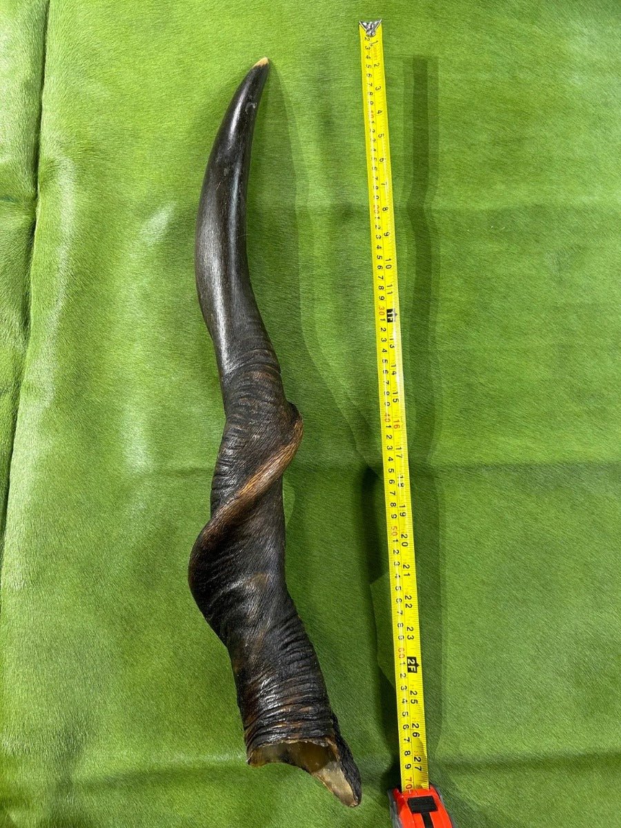 1 Natural Giant Eland Horn, antelope horn, deer horn, (Size - Giant one at 27" long measure straight and 37" around curls)