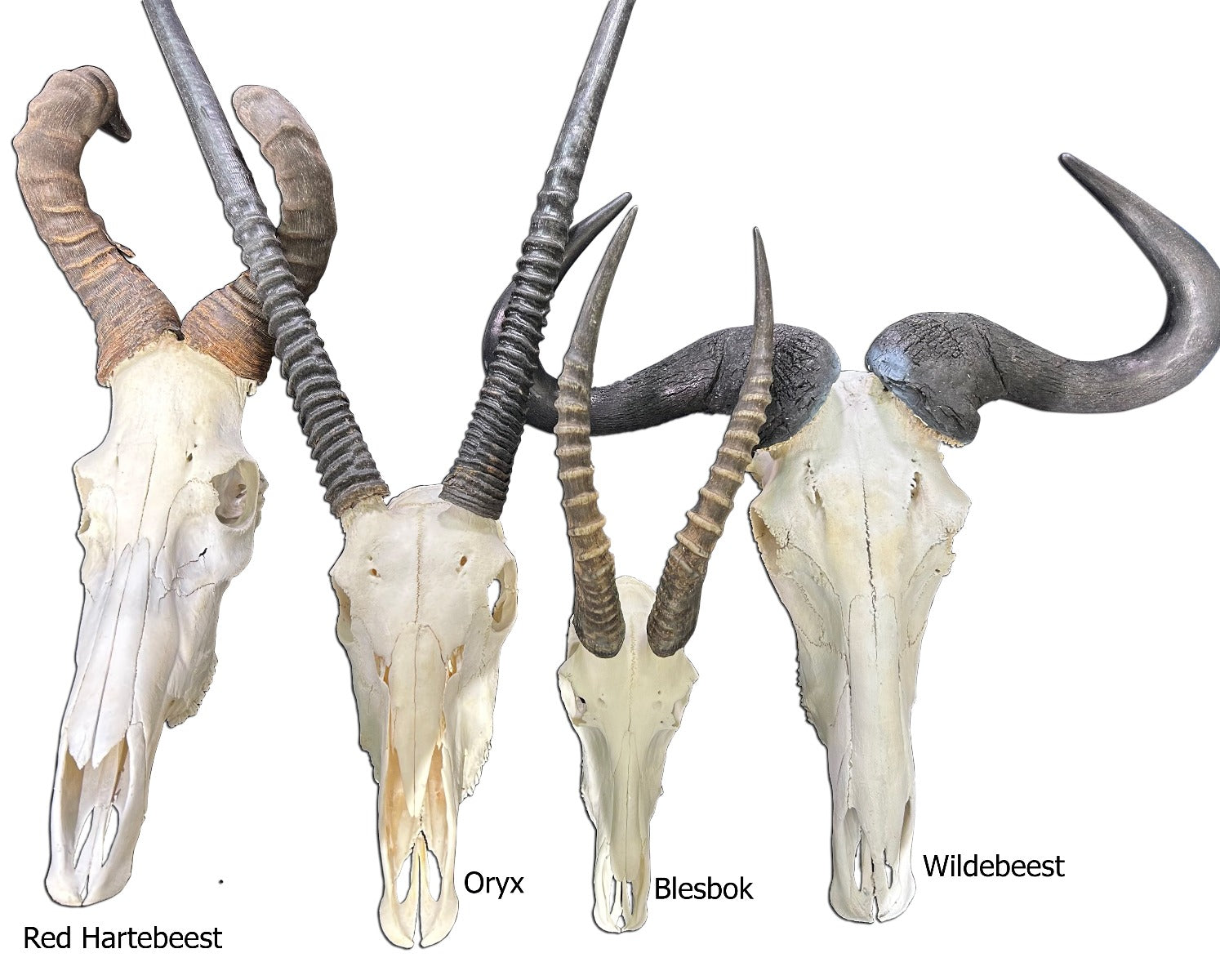Real Oryx Skull African Antelope Horn + Gemsbok Skull (Horns are around 31 inches)
