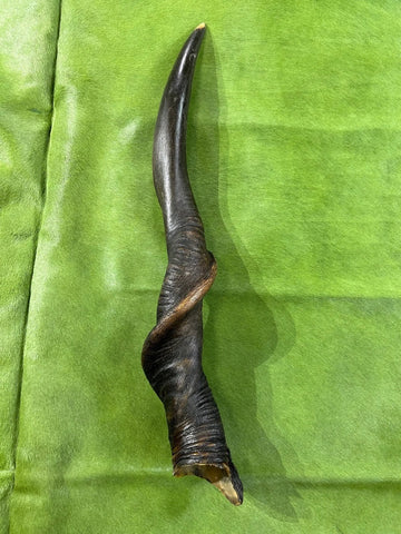 1 Natural Giant Eland Horn, antelope horn, deer horn, (Size - Giant one at 27" long measure straight and 37" around curls)