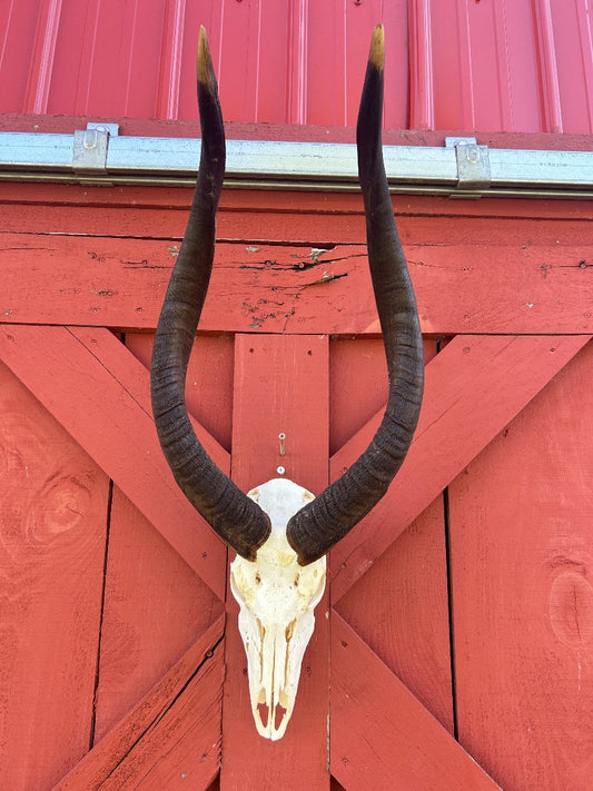 Giant Nyala Skull African Antelope Horn + Skull (Horns are around 28 inches measured around the curls)