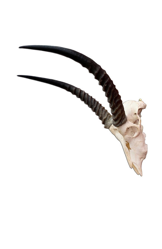 Real Waterbuck Skull African Antelope Horn + Skull