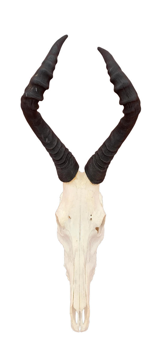 Deer Skull Real Hartebeest Skull /Antelope Horns TAXIDERMY ANIMAL SKULL/ Red Hartebeest Skull