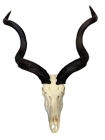 Real Kudu Skull African Antelope Horn + Skull (Horns are 46 inches measured around the curls)