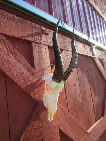 Crâne de cerf Véritables cornes d'antilope Blesbok CRÂNE D'ANIMAL DE TAXIDERMIE Taille du crâne de Blesbok : 26HX9DX9W pouces (les cornes mesurent 16")