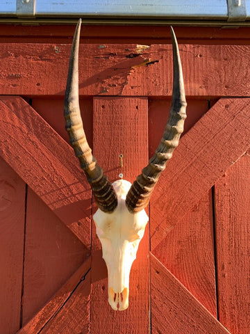 Crâne de cerf Véritables cornes d'antilope Blesbok CRÂNE D'ANIMAL DE TAXIDERMIE Taille du crâne de Blesbok : 26HX9DX9W pouces (les cornes mesurent 16")